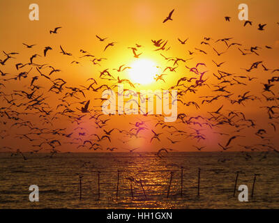 Atemberaubenden Blick auf unzählige Fliegende Möwen gegen die goldene Morgensonne über dem Meer, Thailand Stockfoto