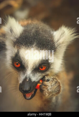 Kleiner Ring tailed Lemur Essen Orangenhaut in nationalen Reserve, Madagaskar Stockfoto