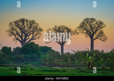 Baobab-Bäume im westlichen Teil von Madagaskar Stockfoto