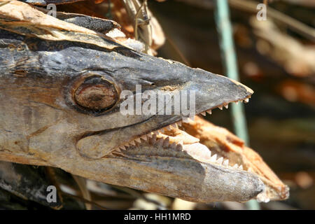 Getrockneter Fisch zum Verkauf in einem Markt, Madagaskar Stockfoto