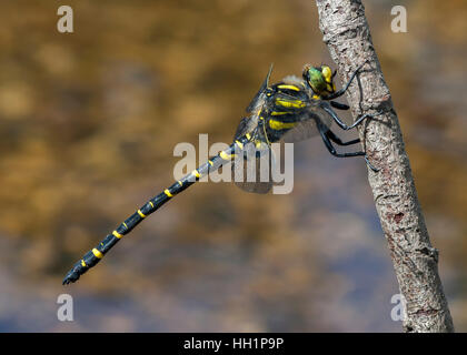 Golden beringt Libelle Stockfoto