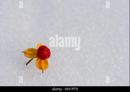 Eine roten und gelben Samen auf frisch gefallenem Schnee. Stockfoto