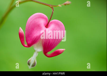 Eine Nahaufnahme von einem hellen rosa Tränendes Herz Blume vor einem grünen Hintergrund. Stockfoto