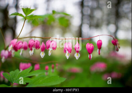 Eine Reihe von Tränendes Herz Blüten mit leuchtend grün lässt um ihn herum. Stockfoto