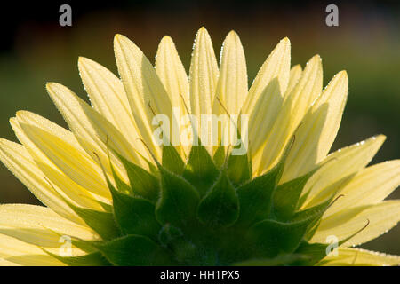 Eine helle gelbe Sonnenblume leuchtet von der aufgehenden Sonne dahinter.  Die gelbe und grüne Blütenblätter schaffen eine wunderbare Textur und Muster. Stockfoto