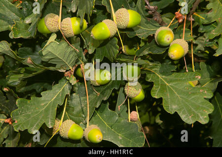 Eiche Zweig, Bande, Orense Provinz, Region Galicien, Spanien, Europa Stockfoto