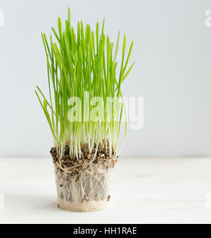 Frische grüne Rasen, Wurzeln. Gesundheitswesen und Umweltschutz-Konzept Stockfoto