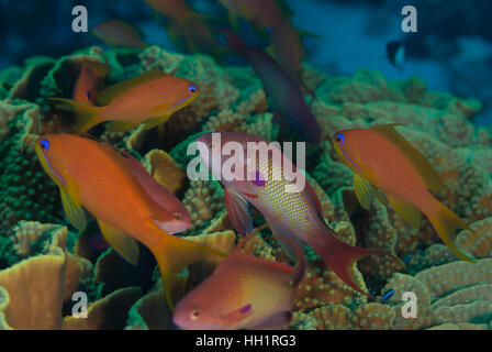 Meer Goldia, Pseudanthias Squamipinnis, Funktionsanalyse, Sharm el Sheikh, Rotes Meer, Ägypten Stockfoto