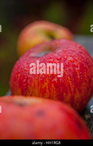 Roten Windfall Äpfel auf einem nassen Herbsttag Stockfoto