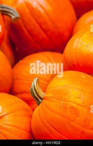 Kürbisse zum Verkauf an Halloween Stockfoto