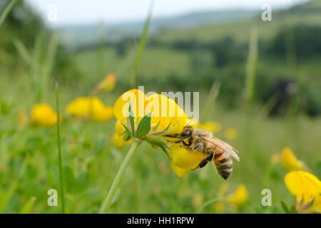 Honig Biene (Apis Mellifera) Nectaring auf Birdsfoot Kleeblatt (Lotus Corniculatus) Blumen auf Grünland Wiese, in der Nähe von Bath, Großbritannien Stockfoto