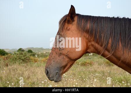 Asturian Pony / Asturcon (Equus Caballus) mit Gesicht fliegt / Herbst Haus fliegt (Musca Autumnalis) um die Augen und Nasenlöcher. Stockfoto