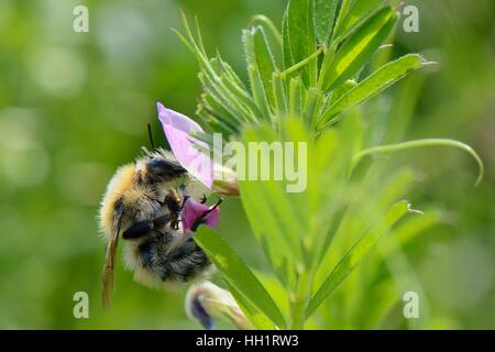 Moos Karde / große Karde Hummel (Bombus Muscorum) Nectaring auf Futterwicke (Vicia Sativum), Dungeness, Kent, UK, Mai. Stockfoto