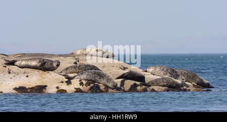 Gruppe von Seehunden (Phoca Vitulina) gezogen, auf Felsen bei Ebbe ausgesetzt Ronachan Punkt, Kintyre, Argyll, Schottland. Stockfoto