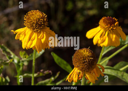 Gelbe Blumen welken Stockfoto