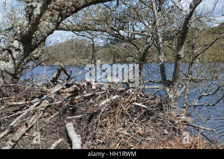 Lodge gebaut von Eurasische Biber (Castor Fiber) durch wieder eingeführt schottische Beaver Trial Tiere, Knapdale Forest, Argyll, Schottland. Stockfoto