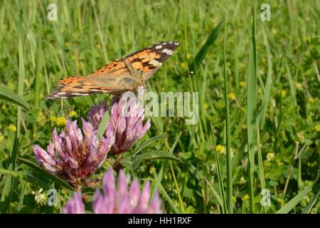 Distelfalter (Vanessa Cardui) Schmetterling Nektare auf Rotklee Blumen (Trifolium Pratense) in Erhaltung Landzunge Blume Streifen Stockfoto