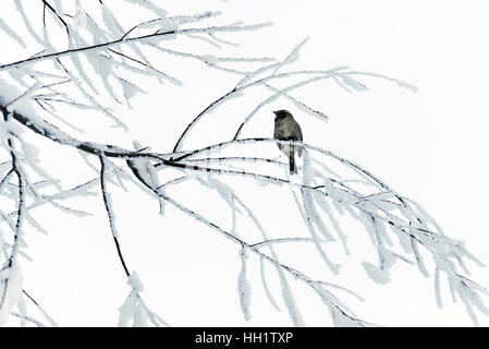 Ein Spatz auf verschneiten und gefrorenen Zweige im Winter. Stockfoto