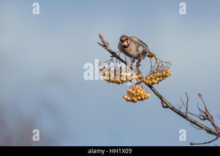 Seidenschwänze Fütterung auf einer Esche Rohan Berg. Winter. Stockfoto