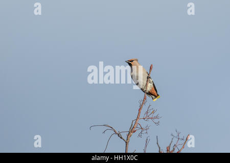 Seidenschwänze Fütterung auf einer Esche Rohan Berg. Winter. Stockfoto