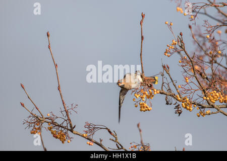 Seidenschwänze Fütterung auf einer Esche Rohan Berg. Winter. Stockfoto