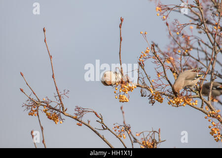 Seidenschwänze Fütterung auf einer Esche Rohan Berg. Winter. Stockfoto