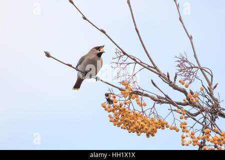 Seidenschwänze Fütterung auf einer Esche Rohan Berg. Winter. Stockfoto