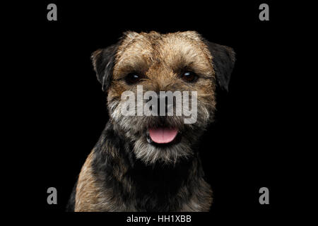 Close-up Portrait von Border Terrier Hund Stockfoto