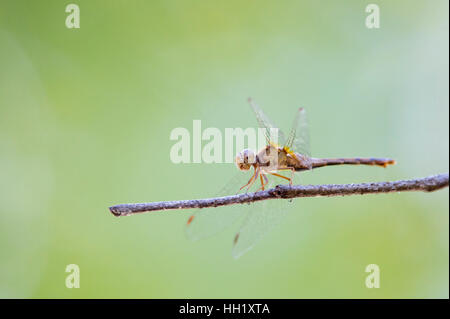 Eine braune Libelle thront auf einem Toten Ast mit einem grünen Hintergrund. Stockfoto