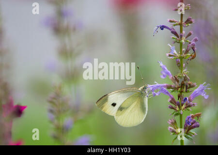 Ein kleiner gelber Schmetterling Fütterung auf lila Blüten mit einem grün und rosa Hintergrund. Stockfoto