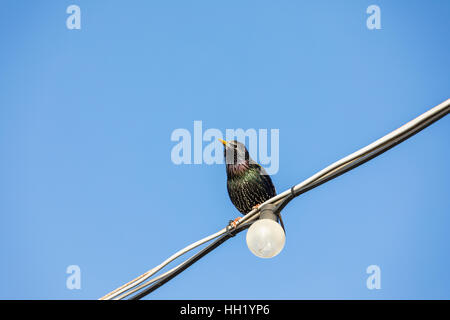 Gemeinsamen Starling, Sturnus Vulgaris, hocken auf ein elektrisches Kabel, Portsmouth, Hampshire, Südengland mit blauem Himmel Stockfoto