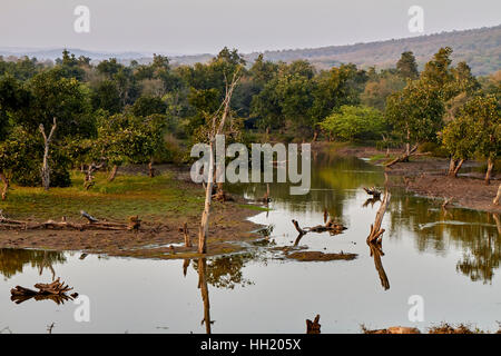 See in Ranthambhore National park Stockfoto