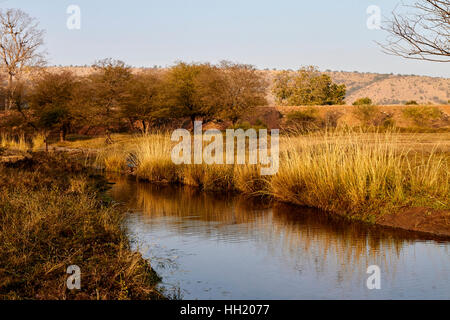 Wildnis in Ranthambhore Tiger Reserve, Rajasthan Indien Stockfoto