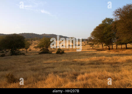 Wildnis in Ranthambhore Tiger Reserve, Rajasthan Indien Stockfoto