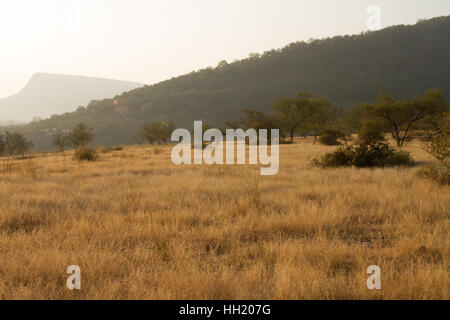 Wildnis in Ranthambhore Tiger Reserve, Rajasthan Indien Stockfoto