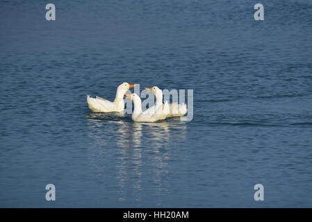 Trio von Enten Stockfoto