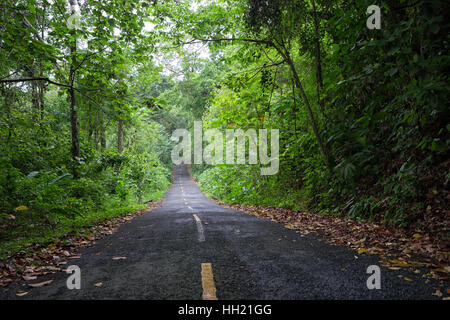 schmale Straße durch den tropischen Regenwald in Panama Stockfoto