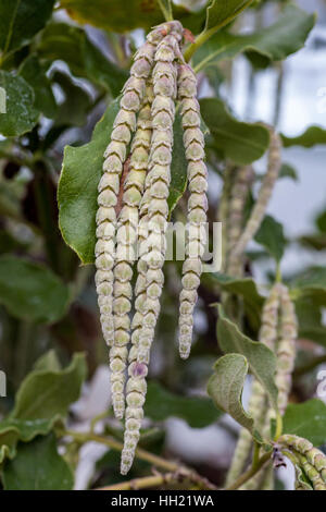 Garrya Elliptica, allgemein bekannt als die Seide Quaste Bush Stockfoto