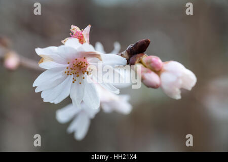 Blume des Herbst-Kirschbaum Stockfoto