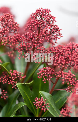 Rot/rosa Blumen auf einem Skimmia Stockfoto