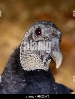 Amerikanische schwarze Geier (Coragyps Atratus) Bokeh Hintergrund. Nahaufnahme zeigt Details von Kopf, Hals und Augen. Stockfoto