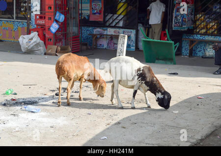 Zwei Ziegen, die auf der Suche nach Rest von Lebensmitteln in einem Dorf auf dem Weg von Mombasa nach Nairobi Stockfoto