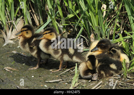 Eine Gruppe von Entenküken Stockenten (Anas Platyrhynchos) am Rande der Seen ausruhen. Stockfoto