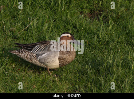 Eine männliche Garganey (Anas Querquedula) stehen auf der Wiese im Abendlicht. Ein Sommer-Besucher in das Vereinigte Königreich Stockfoto