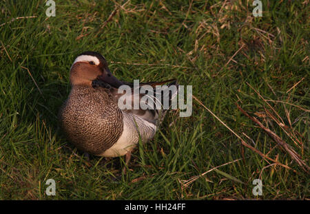 Eine männliche Garganey (Anas Querquedula) stehen auf der Wiese im Abendlicht. Ein Sommer-Besucher in das Vereinigte Königreich Stockfoto