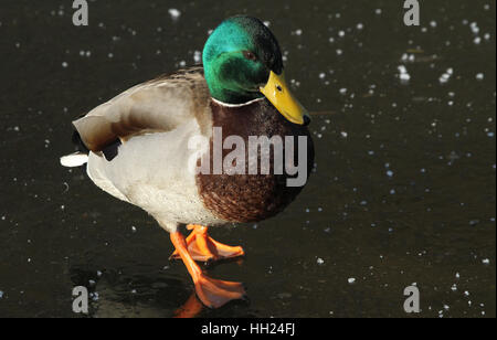 Eine männliche Stockente (Anas Platyrhynchos) stehend auf einem zugefrorenen See. Stockfoto
