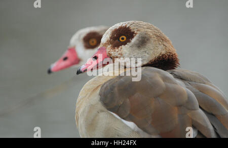 Ein Kopfschuss von zwei Erwachsenen ägyptische Gänse (Alopochen Aegyptiacus). Stockfoto