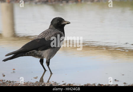 Eine mit Kapuze Krähe (Corvus Cornix) in einer Pfütze stehen. Stockfoto