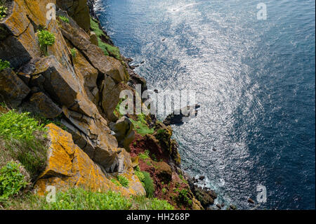 Látrabjarg, ist ein Vorgebirge und dem westlichsten Punkt in Island. Die Klippen sind Heimat von Millionen von Vögel, darunter Papageientaucher. Stockfoto