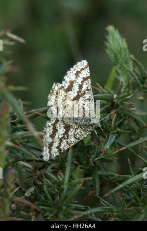 Ematurga Atomaria (weiblich) Stockfoto